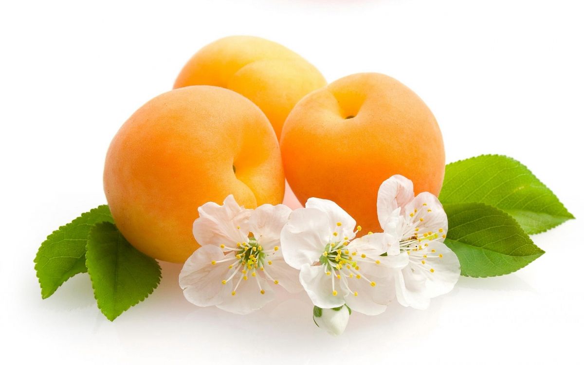 leaves flowers and fruit, Apricot, fruit, flower, flowering plant