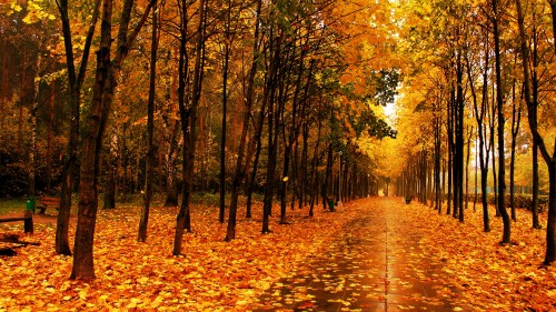 Image brown leaves on the ground