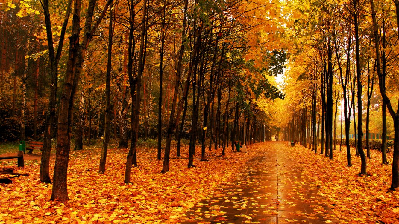 brown leaves on the ground