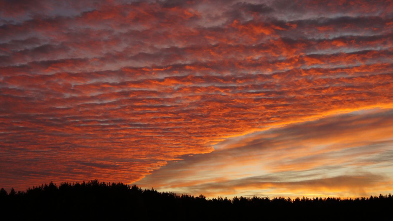 silhouette of trees during sunset