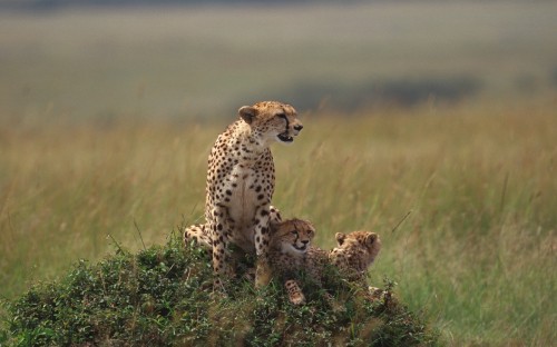 Image cheetah on brown grass field during daytime