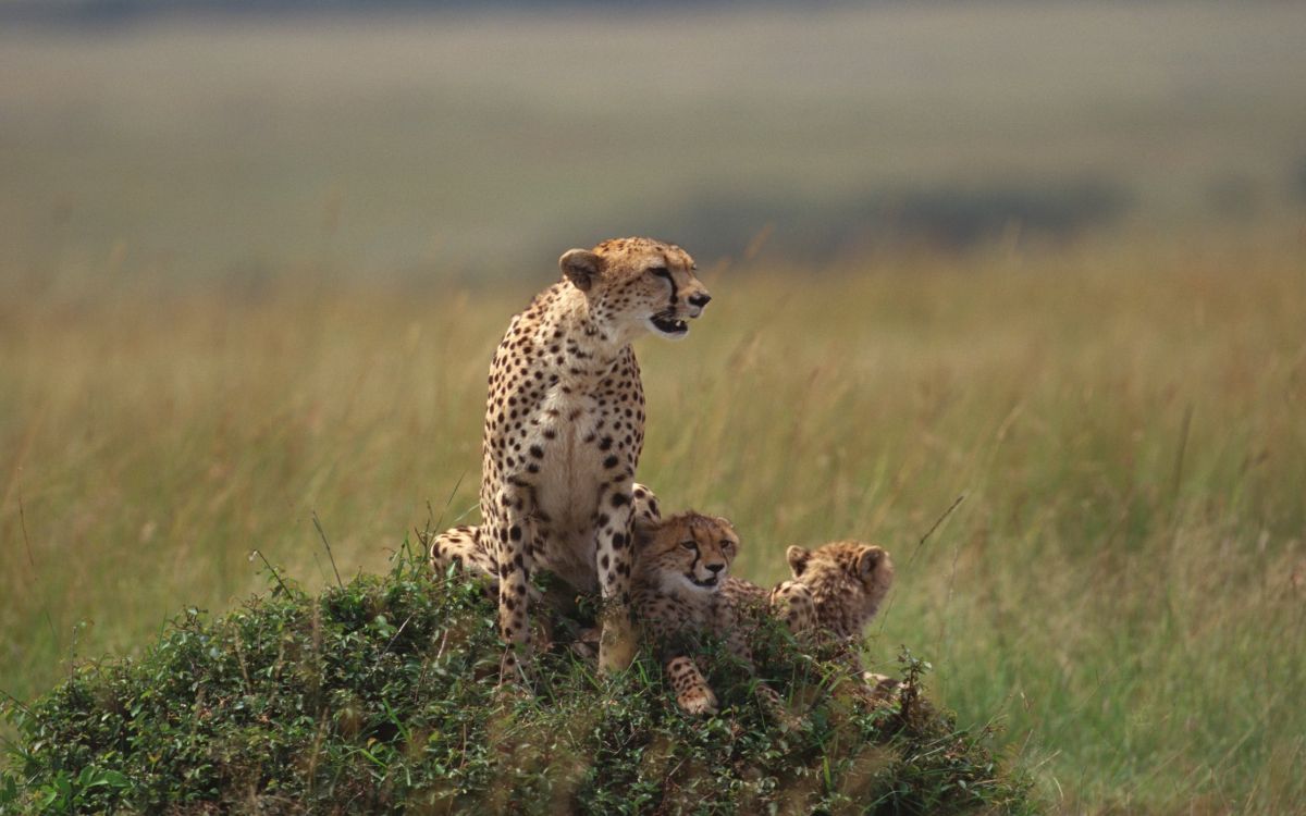 cheetah on brown grass field during daytime