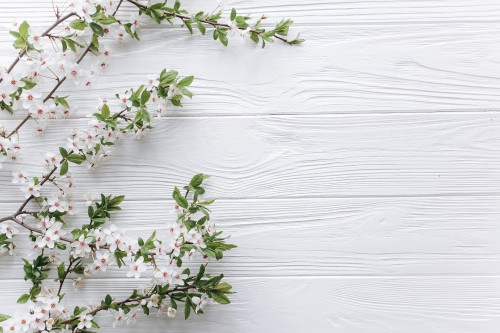 Image flower, white, plant, twig, wood