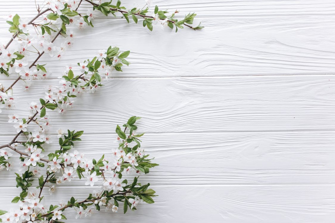 Flower, White, Plant, Twig, Wood. Wallpaper in 3807x2538 Resolution