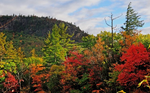 Image green and brown trees under cloudy sky during daytime