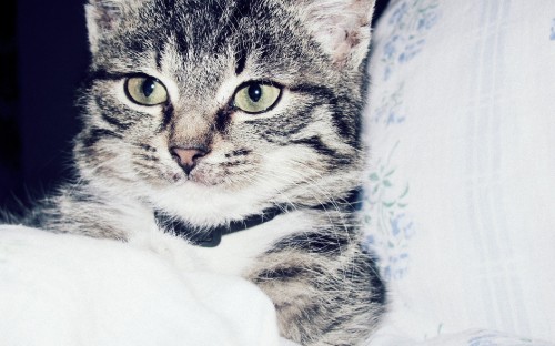 Image silver tabby cat on white textile