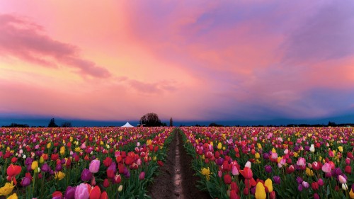 Image yellow and pink flower field near sea during daytime