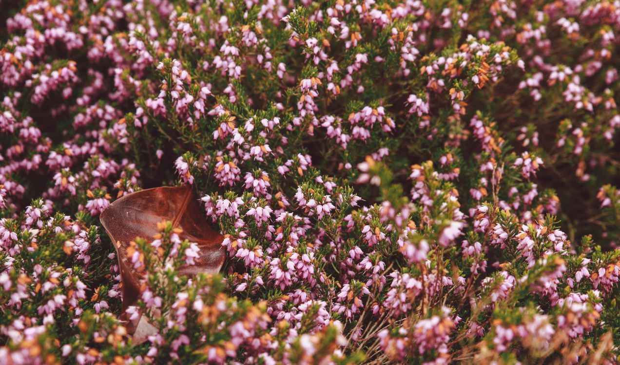 Mariposa Marrón Sobre Flor Morada. Wallpaper in 5049x2977 Resolution