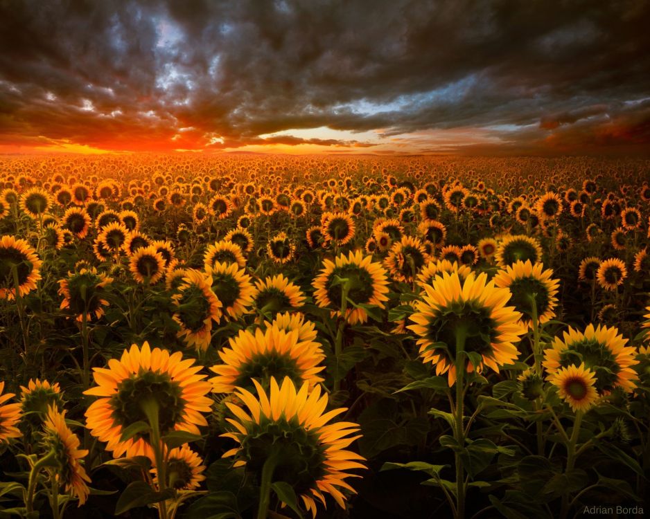 Champ de Tournesol Sous un Ciel Nuageux au Coucher du Soleil. Wallpaper in 2000x1598 Resolution