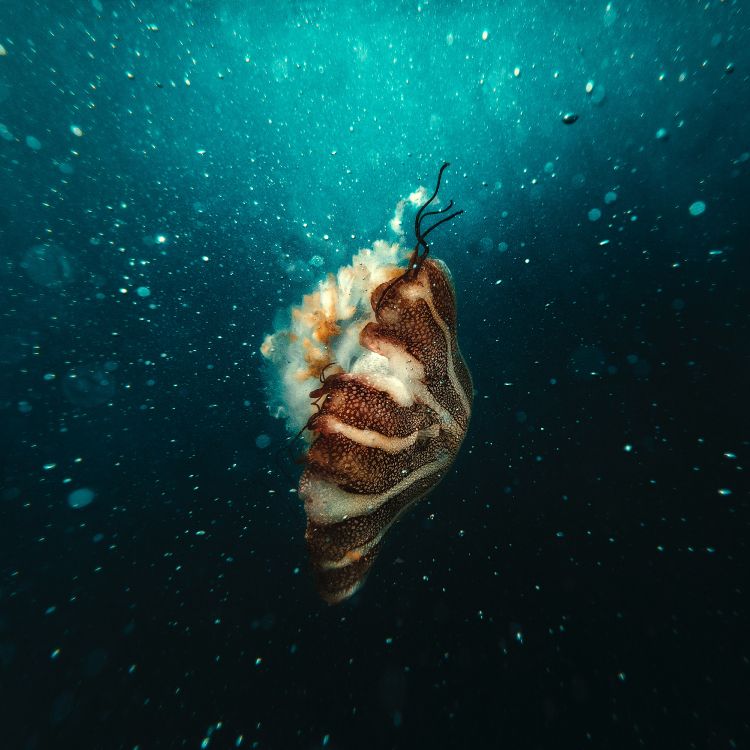 Poisson Brun et Blanc Sous L'eau. Wallpaper in 3502x3502 Resolution