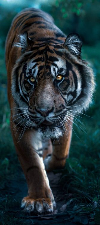 Tigre, Nikon, Nikon Z6, Nikon Z9, Nikon D5300. Wallpaper in 1080x2412 Resolution