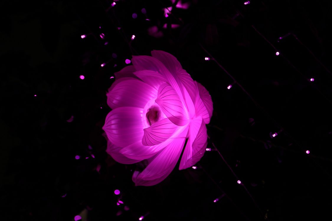 Fleur Rose Sur Fond Noir. Wallpaper in 5472x3648 Resolution