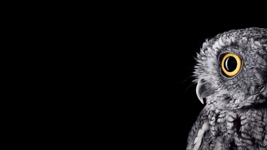 Image Microsoft Surface, Microsoft Surface Studio, owls, birds, barn owl