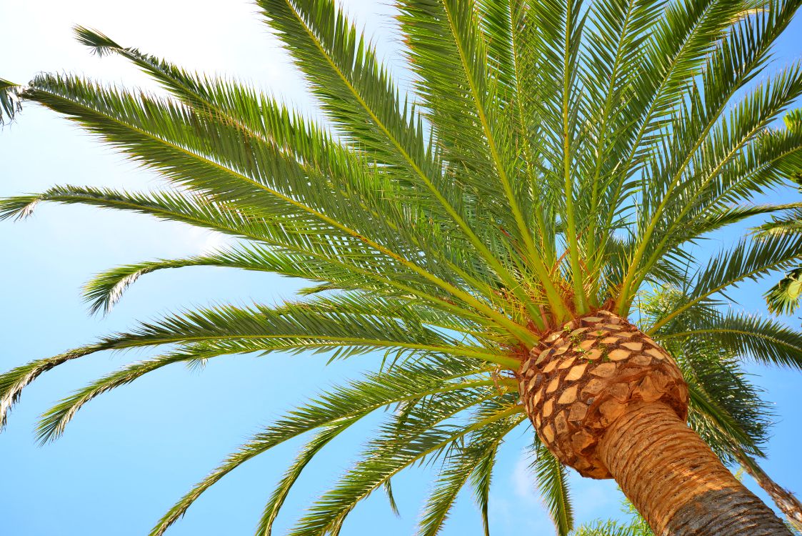 Tagsüber Grüne Palme Unter Blauem Himmel. Wallpaper in 7360x4912 Resolution