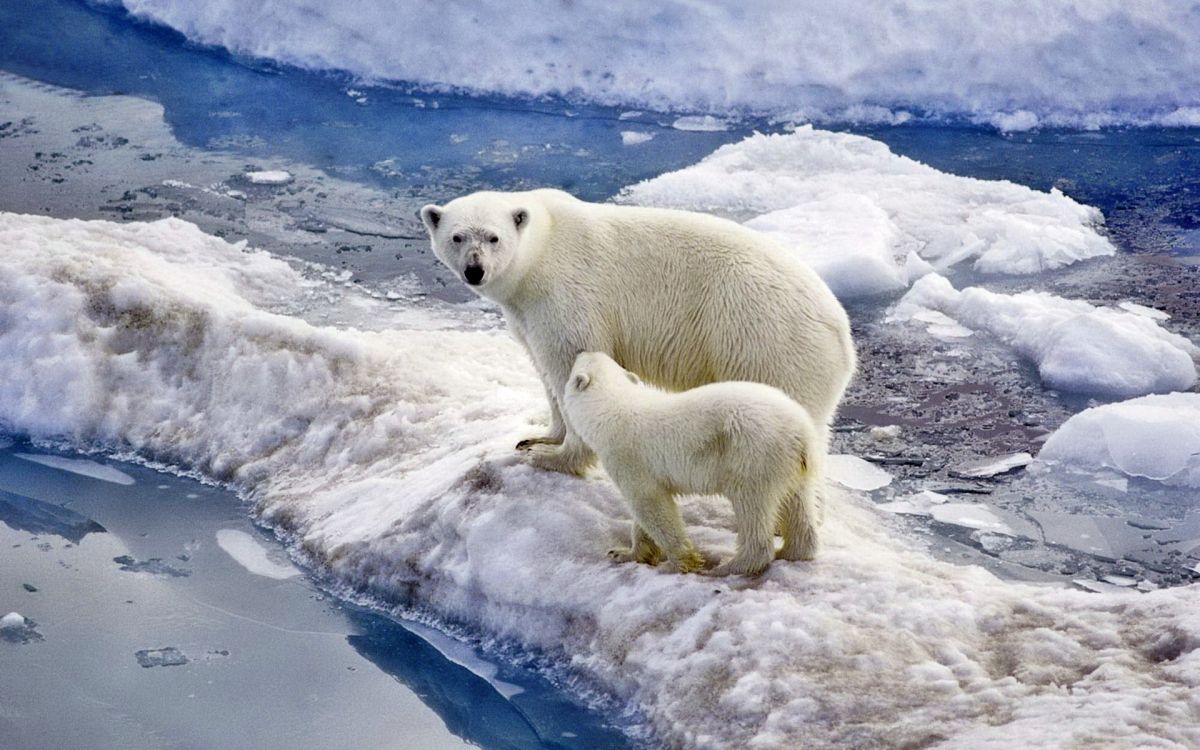 Ours Polaire Sur un Sol Couvert de Neige Pendant la Journée. Wallpaper in 1920x1200 Resolution