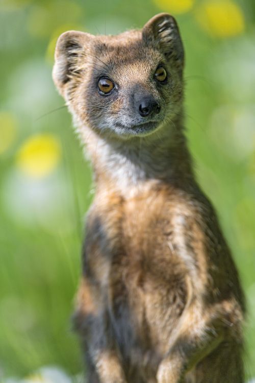 Braun-weißes, Kurzhaariges Tier. Wallpaper in 3712x5568 Resolution