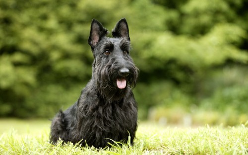 Image black long coat small dog on green grass during daytime