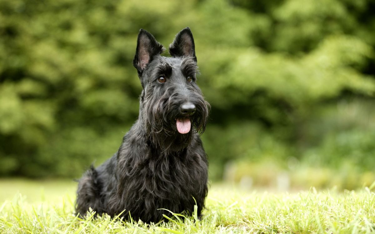 black long coat small dog on green grass during daytime