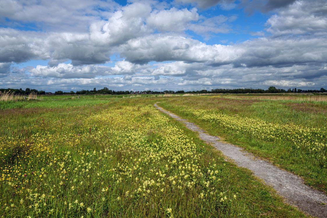 green grass field under white clouds and blue sky during daytime