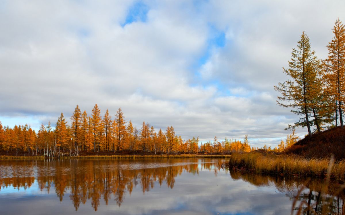 Arbres Bruns à Côté D'un Plan D'eau Sous Des Nuages Blancs et un Ciel Bleu Pendant la Journée. Wallpaper in 2560x1600 Resolution