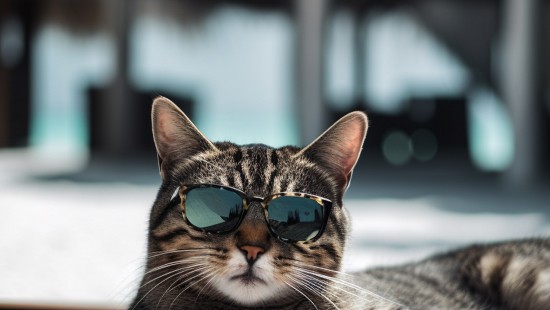 Image Ojos Azules, morning, idea, Paw, tabby cat