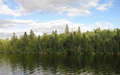 Image green trees beside body of water under blue sky during daytime