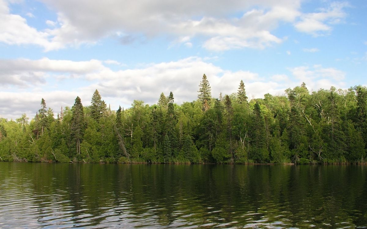 green trees beside body of water under blue sky during daytime