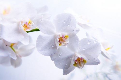 Image white cherry blossom in close up photography