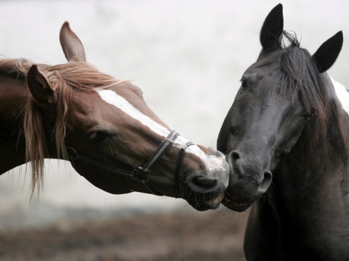 Image brown and white horse with white and black eye