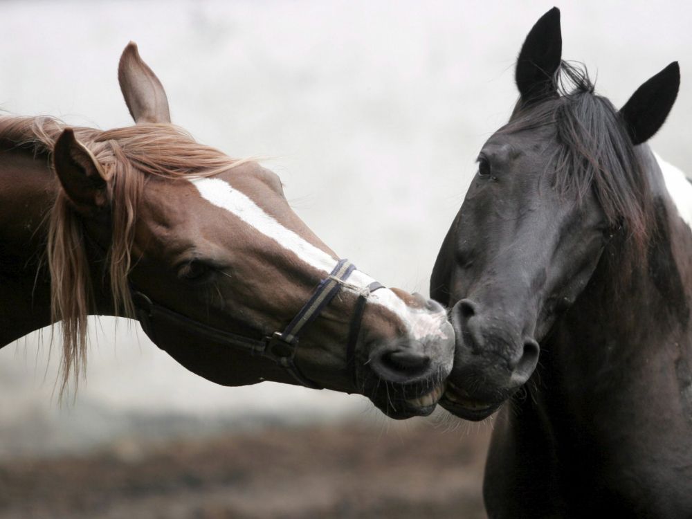 brown and white horse with white and black eye