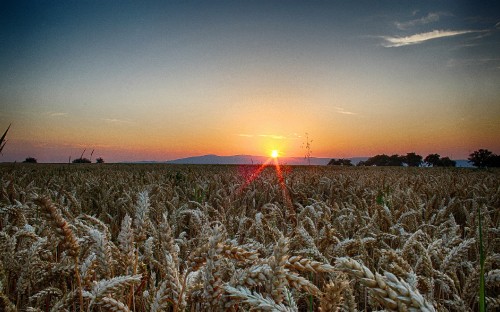 Image green wheat field during sunset