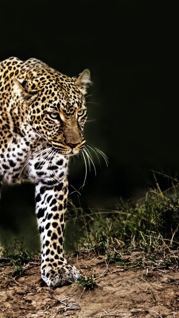 Image leopard, felidae, jaguar, lion, african leopard