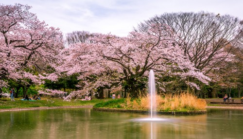 Image water fountain near trees during daytime