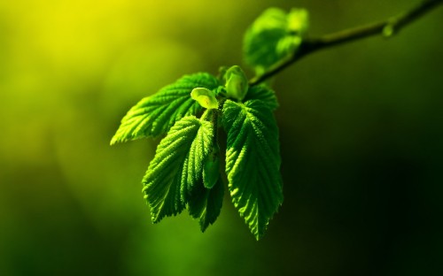 Image green leaf in macro shot