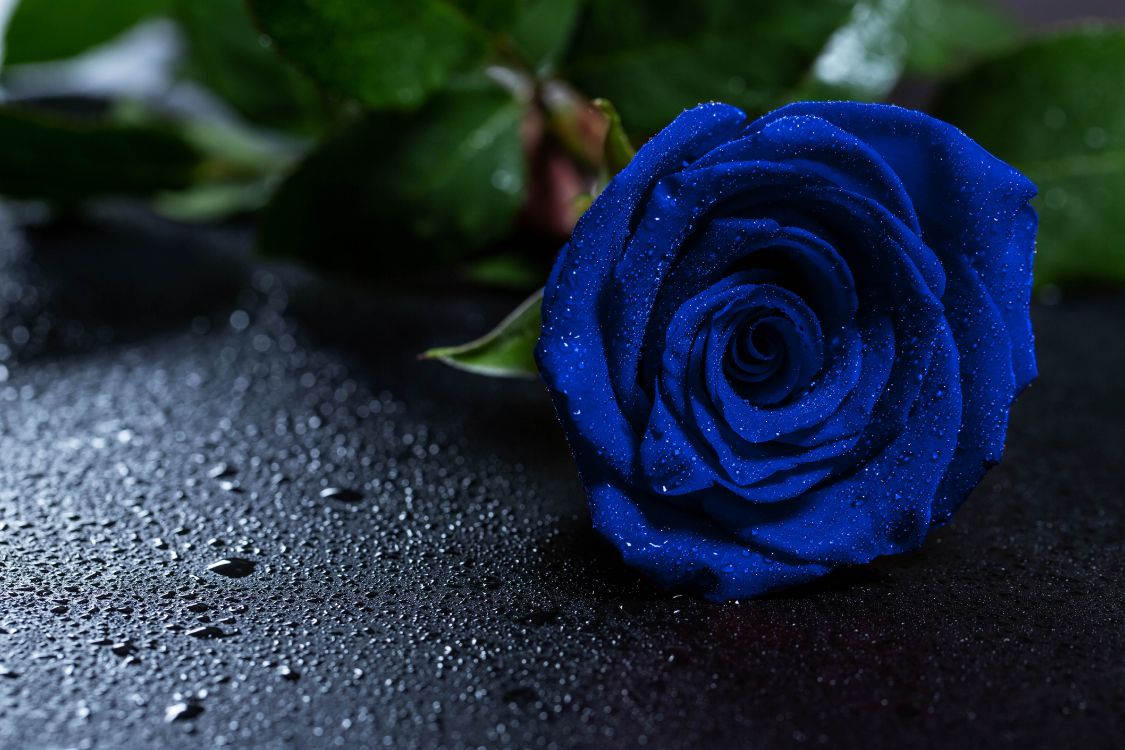 Rosa Azul Sobre Superficie Negra. Wallpaper in 5760x3840 Resolution