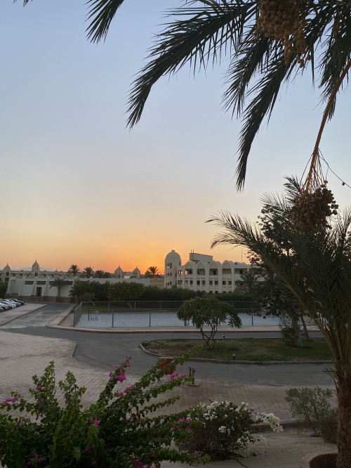 Image water, palm trees, biology, dusk, woody plant