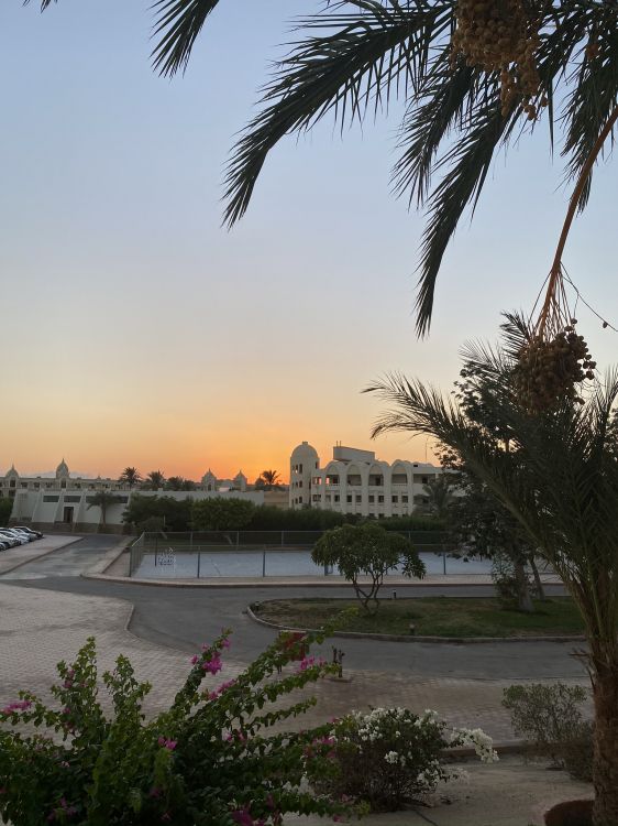 water, palm trees, biology, dusk, woody plant