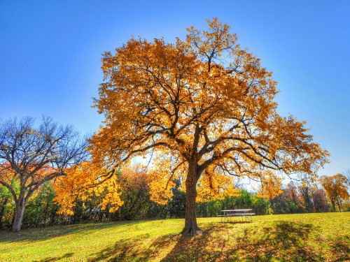 Image brown leaf tree on green grass field during daytime