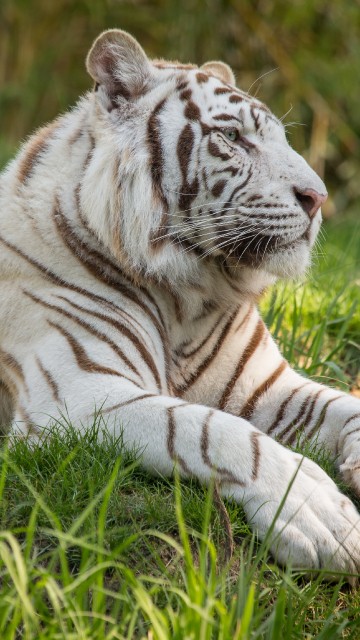 Image white and black tiger lying on green grass during daytime