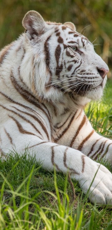 Image white and black tiger lying on green grass during daytime