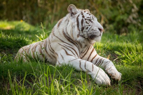 Image white and black tiger lying on green grass during daytime