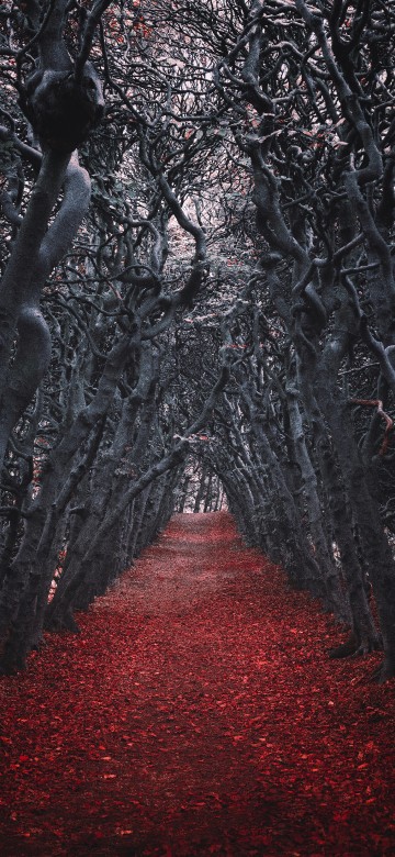 Image tree, red, nature, natural environment, forest