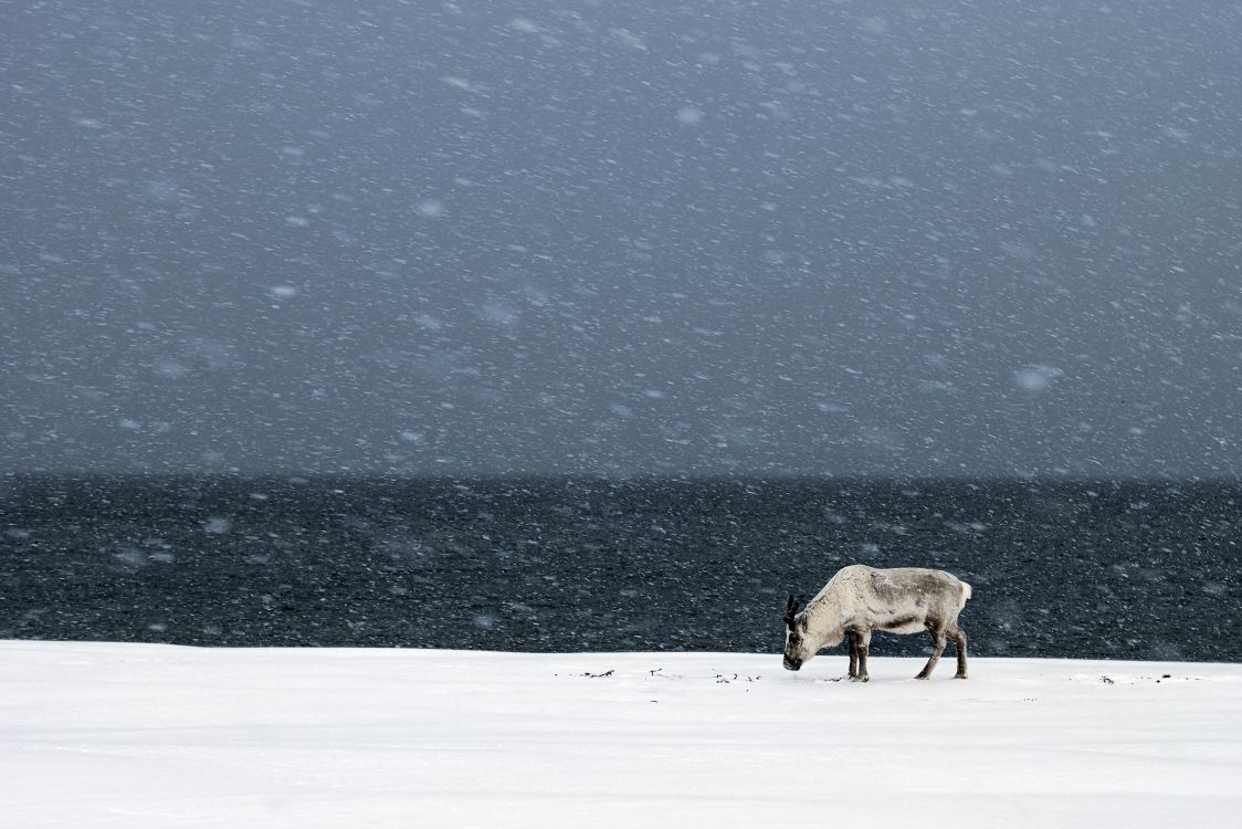 Braune Kuh Auf Schneebedecktem Boden Tagsüber. Wallpaper in 5659x3773 Resolution