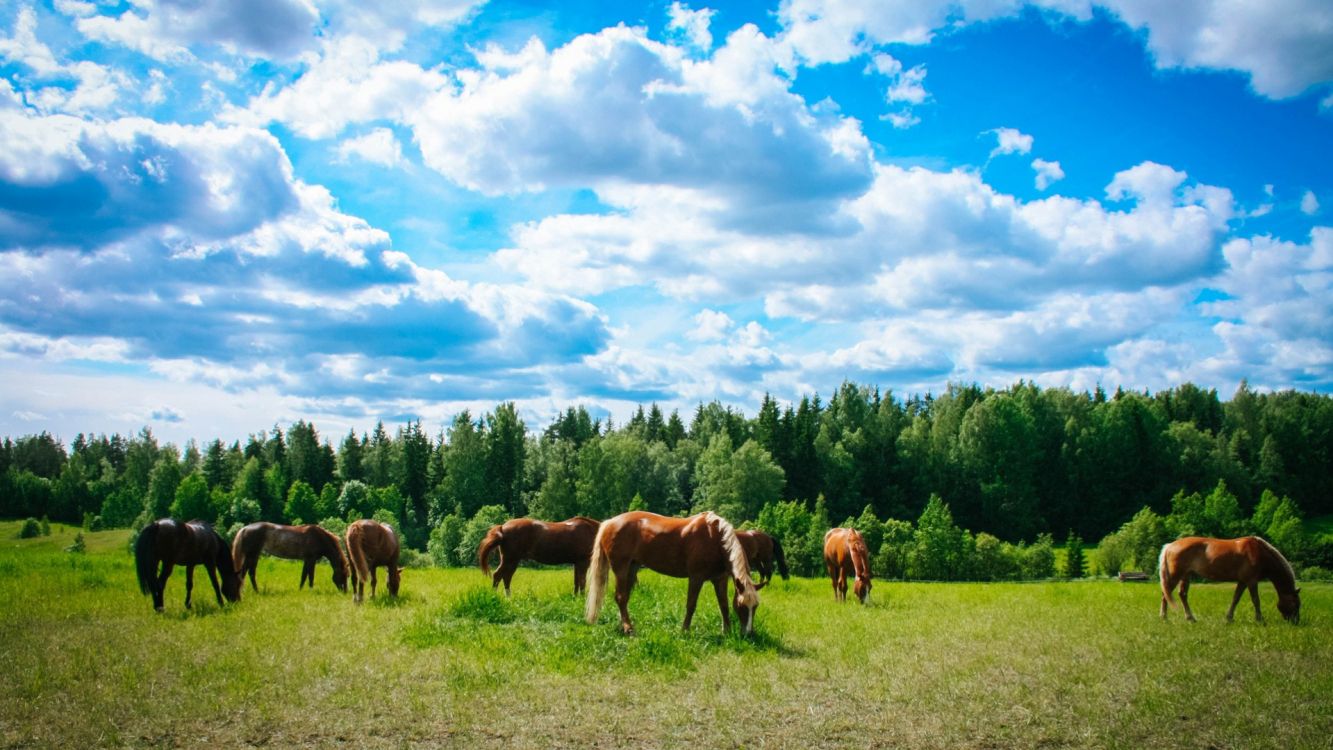 grassland, mustang, mane, cloud, horse