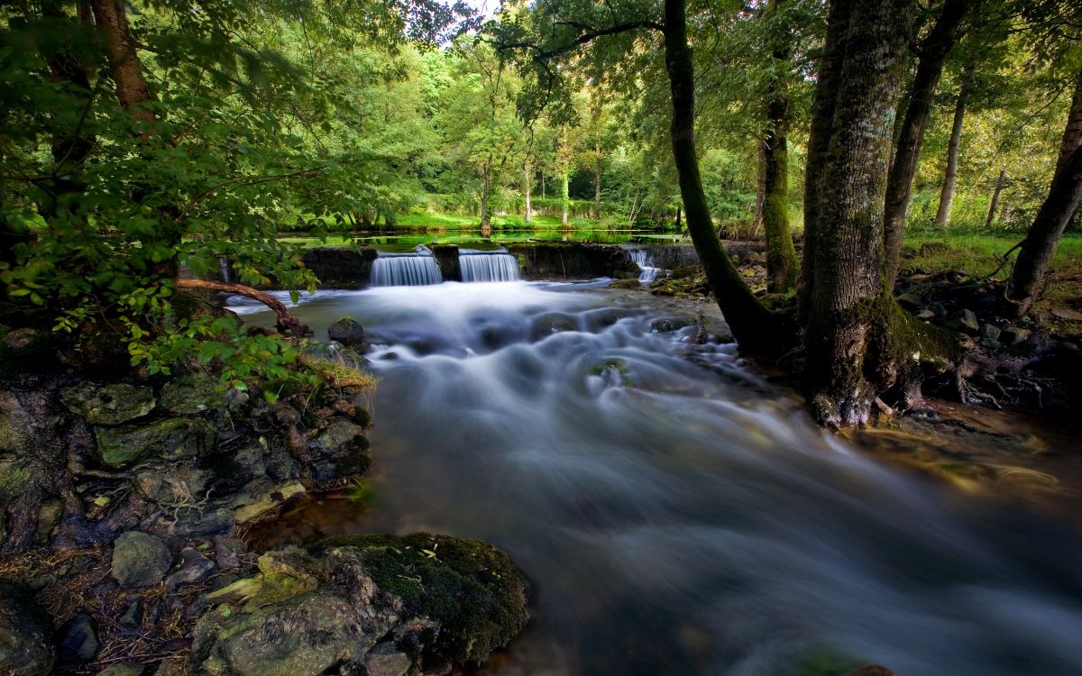 Rivière au Milieu de la Forêt Pendant la Journée. Wallpaper in 2560x1600 Resolution