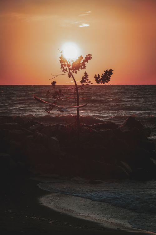 Sonnenuntergang, Horizont, Meer, Ozean, Baum. Wallpaper in 3680x5520 Resolution