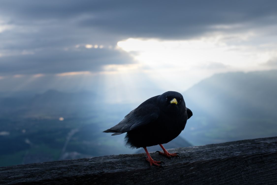 Oiseau Noir Sur Une Bûche de Bois Marron Pendant la Journée. Wallpaper in 5000x3333 Resolution