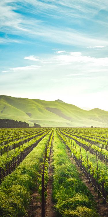 农业, 农场, 生产, 自然景观, 人们在自然界 壁纸 3000x6000 允许