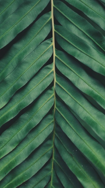 Image vegetation, Plants, smartphone, vascular plant, flower