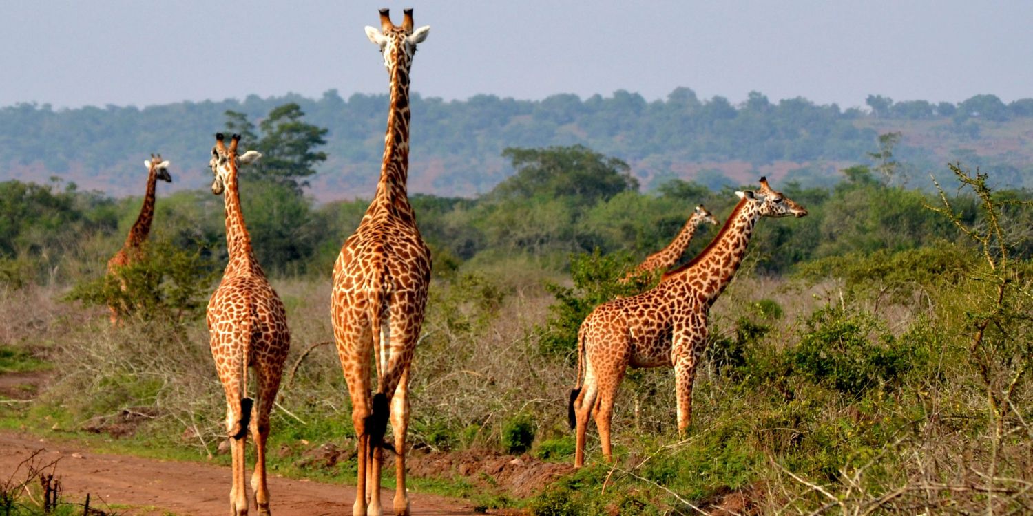 Braune Giraffe, Die Tagsüber Auf Einer Braunen Wiese Steht. Wallpaper in 2400x1200 Resolution